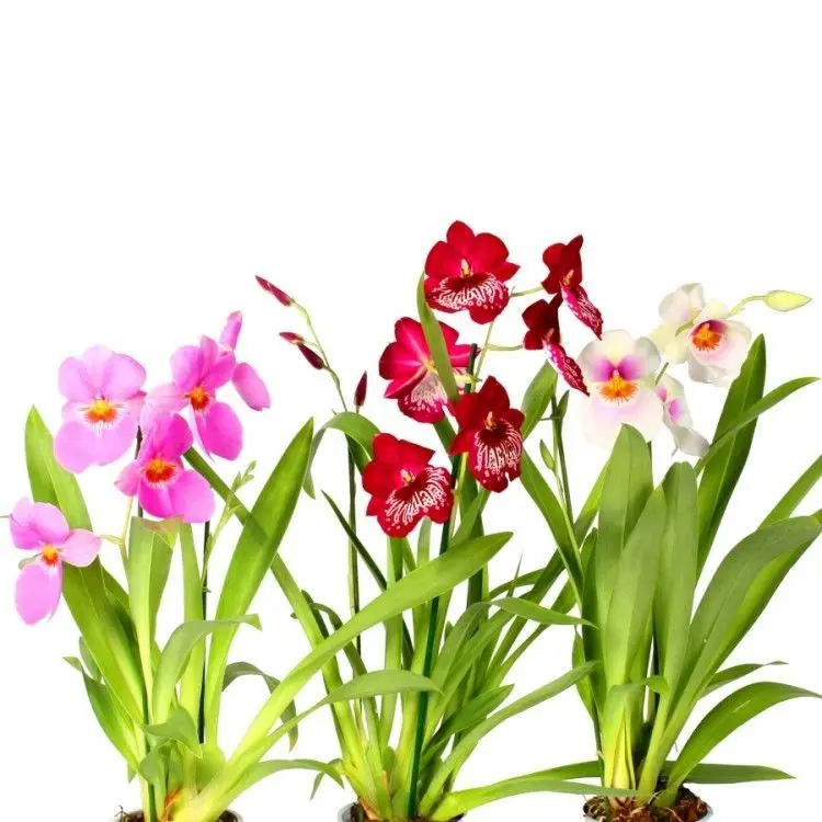 Виды и сорта орхидей