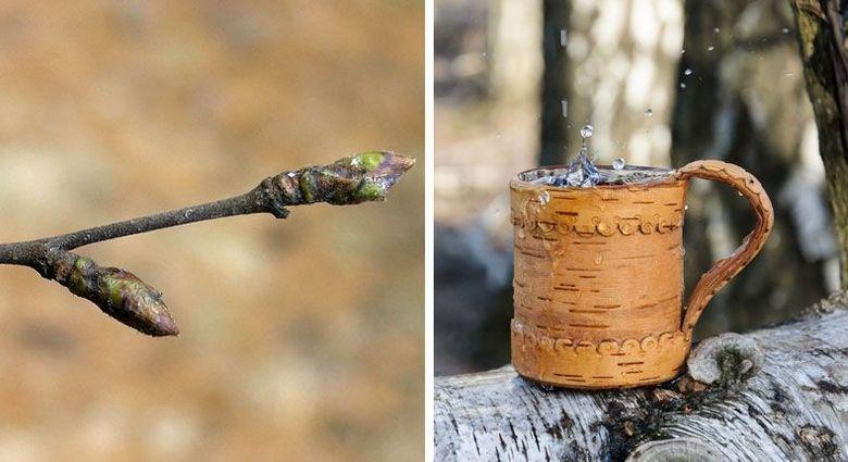 Как собирают березовый сок фото